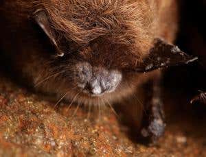 New Scientist. Science news and long reads from expert journalists, covering developments in science, technology, health and the environment on the website and the magazine.