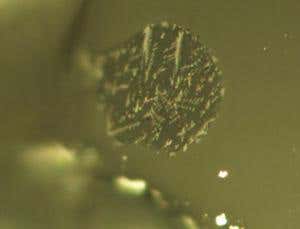 New Scientist. Science news and long reads from expert journalists, covering developments in science, technology, health and the environment on the website and the magazine.