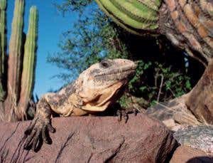 Unnatural selection: The race against climate change