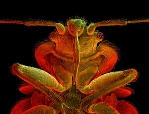 Unnatural selection: The arms race against pests