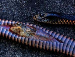 Unnatural selection: Introducing invaders