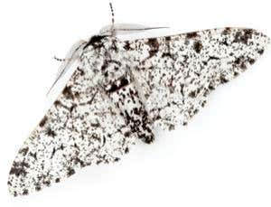 Unnatural selection: Living with pollution