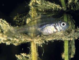 Unnatural selection: Spreading sickness