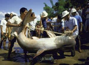 New Scientist. Science news and long reads from expert journalists, covering developments in science, technology, health and the environment on the website and the magazine.