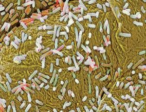 New Scientist. Science news and long reads from expert journalists, covering developments in science, technology, health and the environment on the website and the magazine.