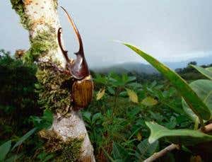 Rewriting the textbooks: Noah's shrinking ark