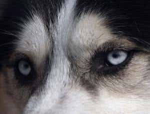 Man's best friends: How animals made us human