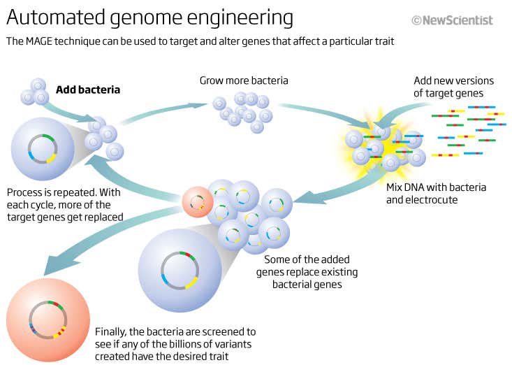Automated genome engineering