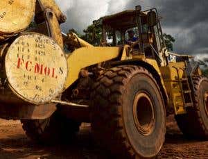 'Sustainable' timber is not always what it seems