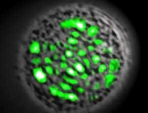 New Scientist. Science news and long reads from expert journalists, covering developments in science, technology, health and the environment on the website and the magazine.