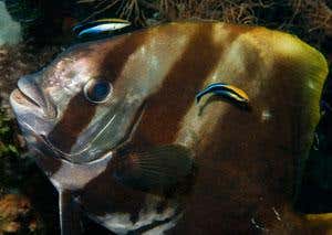 New Scientist. Science news and long reads from expert journalists, covering developments in science, technology, health and the environment on the website and the magazine.