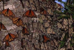 New Scientist. Science news and long reads from expert journalists, covering developments in science, technology, health and the environment on the website and the magazine.