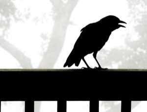 Crows tell the world who's bad