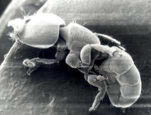 New Scientist. Science news and long reads from expert journalists, covering developments in science, technology, health and the environment on the website and the magazine.