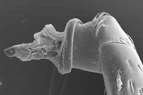 The trochanter, which the leg is attached to, showing external spiral thread