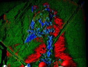 Pigment scans reveal fossil birds' dark sides