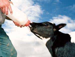 Could milk get ultraviolet treatment?