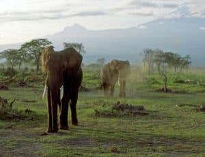 Elephant expert: Busting myths of Nature's masterpiece