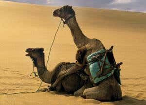 Sex and asymmetry: How the camel got its penis