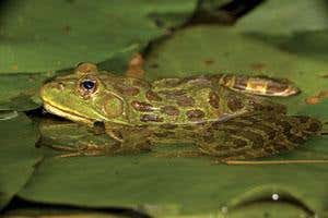 New Scientist. Science news and long reads from expert journalists, covering developments in science, technology, health and the environment on the website and the magazine.