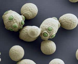 New Scientist. Science news and long reads from expert journalists, covering developments in science, technology, health and the environment on the website and the magazine.