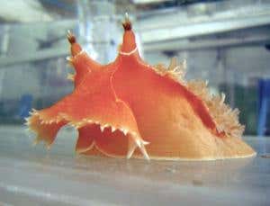 New Scientist. Science news and long reads from expert journalists, covering developments in science, technology, health and the environment on the website and the magazine.