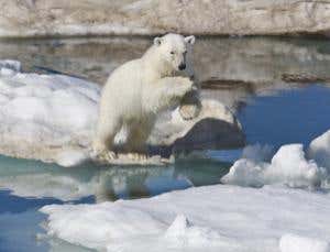 Polar bears can claim Irish ancestry