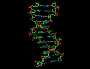 Kinky genes: Biophysics of DNA affects how it works