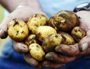 One potato genome unravelled, three to go