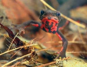 New Scientist. Science news and long reads from expert journalists, covering developments in science, technology, health and the environment on the website and the magazine.