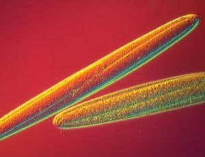 Not so simple: Big beasts of the bacterial jungle