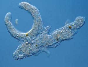 Not so simple: Gulping bugs with the nuclear option