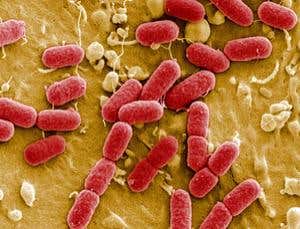 New Scientist. Science news and long reads from expert journalists, covering developments in science, technology, health and the environment on the website and the magazine.