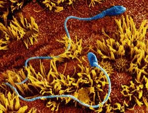 New Scientist. Science news and long reads from expert journalists, covering developments in science, technology, health and the environment on the website and the magazine.