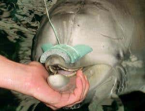 New Scientist. Science news and long reads from expert journalists, covering developments in science, technology, health and the environment on the website and the magazine.