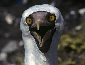 New Scientist. Science news and long reads from expert journalists, covering developments in science, technology, health and the environment on the website and the magazine.