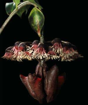 Cuban flowers rely on bat signal for survival