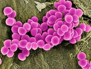 New Scientist. Science news and long reads from expert journalists, covering developments in science, technology, health and the environment on the website and the magazine.