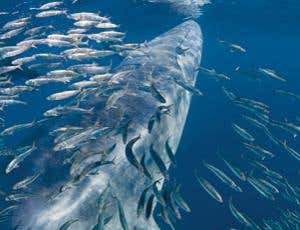 Vital giants: Why living seas need whales