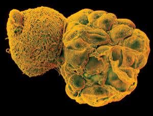 New Scientist. Science news and long reads from expert journalists, covering developments in science, technology, health and the environment on the website and the magazine.