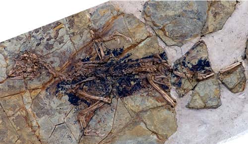 Skeleton of Xiaotingia zhengi 