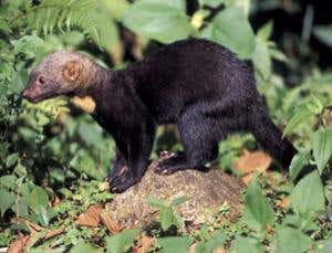 New Scientist. Science news and long reads from expert journalists, covering developments in science, technology, health and the environment on the website and the magazine.