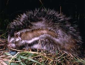 New Scientist. Science news and long reads from expert journalists, covering developments in science, technology, health and the environment on the website and the magazine.