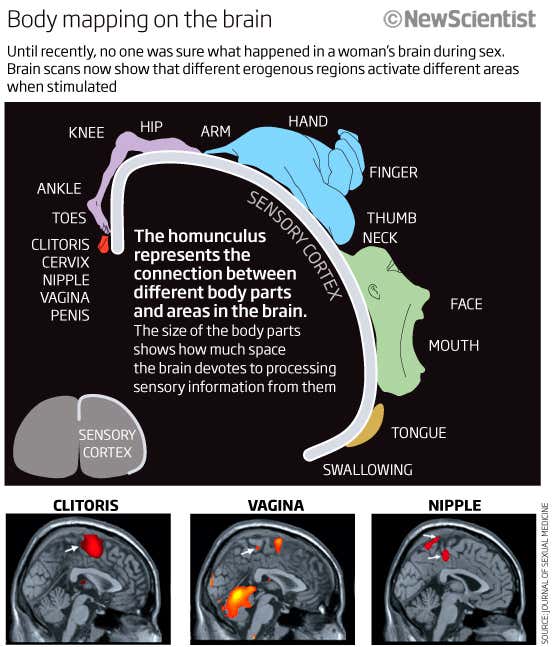Sex on the brain: What turns women on, mapped out