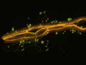 New Scientist. Science news and long reads from expert journalists, covering developments in science, technology, health and the environment on the website and the magazine.