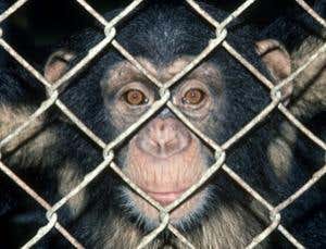 US debates an end to medical research on chimps