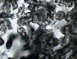 Oldest reliable fossils show early life was a beach