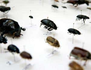 New Scientist. Science news and long reads from expert journalists, covering developments in science, technology, health and the environment on the website and the magazine.