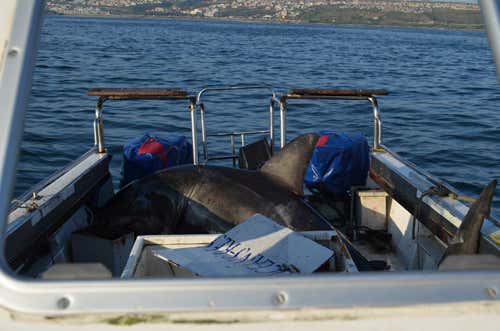 (Image Oceans Research)