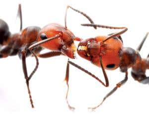 Selfless evolution: An idea revived